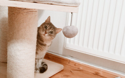 Tierkrankenversicherung für Katzen: Schutz für deine Samtpfote in jeder Lebenslage